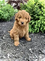 Ivory, a female Miniature Goldendoodle for sale in Fredericksburg, OH – Photo 2 of 10