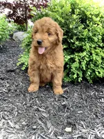 Ivory, a female Miniature Goldendoodle for sale in Fredericksburg, OH – Photo 6 of 10