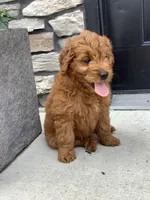 Ivory, a female Miniature Goldendoodle for sale in Fredericksburg, OH – Photo 4 of 10