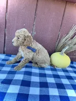 Teddy, a male Miniature Goldendoodle for sale in Fredericksburg, OH – 4 of 10