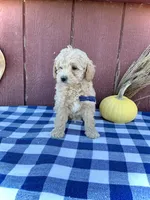 Scout, a male Miniature Goldendoodle for sale in Fredericksburg, OH – 10 of 10