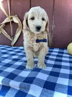 Phin, a male Miniature Goldendoodle for sale in Fredericksburg, OH – 7 of 10
