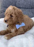 Ace, a male Miniature Goldendoodle for sale in Fredericksburg, OH – Photo 4 of 10