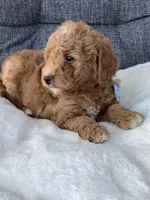 Ace, a male Miniature Goldendoodle for sale in Fredericksburg, OH – Photo 2 of 10