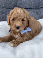 Ace, a male Miniature Goldendoodle for sale in Fredericksburg, OH – Photo 3 of 10