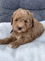 Ace, a male Miniature Goldendoodle for sale in Fredericksburg, OH – Photo 10 of 10