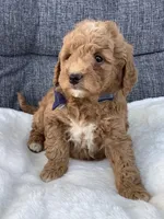 Ace, a male Miniature Goldendoodle for sale in Fredericksburg, OH – Photo 8 of 10