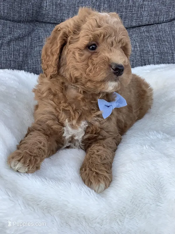 Ace, a male Miniature Goldendoodle for sale in Fredericksburg, OH – Photo 1 of 10
