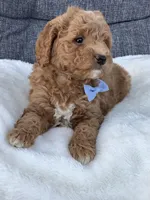 Ace, a male Miniature Goldendoodle for sale in Fredericksburg, OH – Photo 1 of 10
