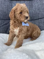 Ace, a male Miniature Goldendoodle for sale in Fredericksburg, OH – Photo 7 of 10