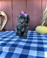 Izzy, a female Miniature Goldendoodle for sale in Fredericksburg, OH – 2 of 10