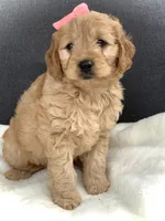Fern, a female Miniature Goldendoodle for sale in Fredericksburg, OH – Photo 2 of 10