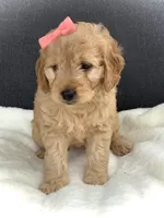 Fern, a female Miniature Goldendoodle for sale in Fredericksburg, OH – Photo 9 of 10
