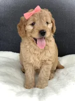 Fern, a female Miniature Goldendoodle for sale in Fredericksburg, OH – Photo 4 of 10