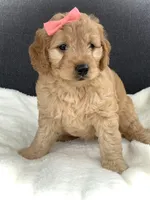 Fern, a female Miniature Goldendoodle for sale in Fredericksburg, OH – Photo 7 of 10