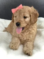 Fern, a female Miniature Goldendoodle for sale in Fredericksburg, OH – Photo 5 of 10
