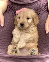 Fern, a female Miniature Goldendoodle for sale in Fredericksburg, OH – Photo 3 of 10