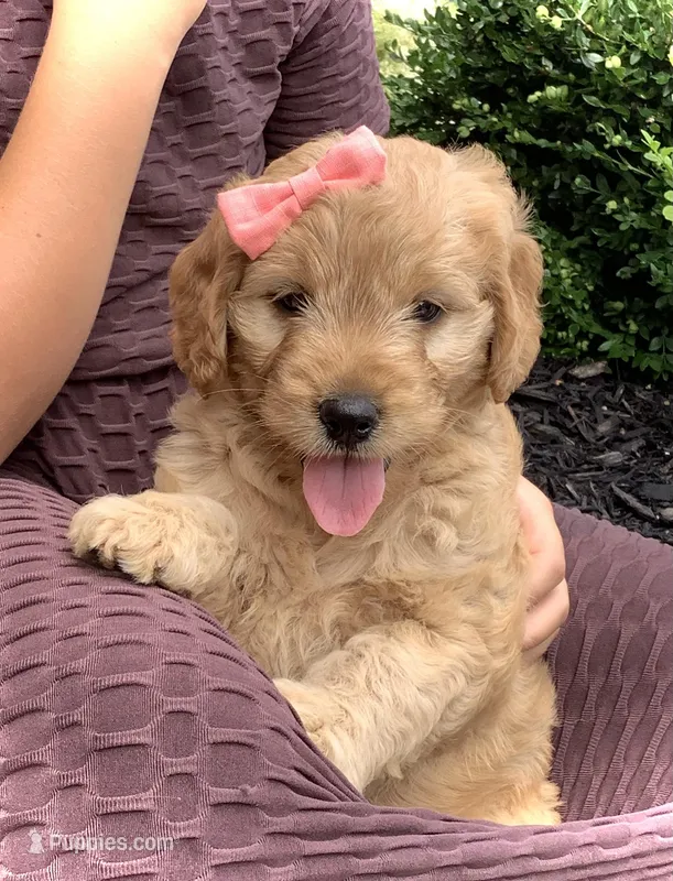 Fern, a female Miniature Goldendoodle for sale in Fredericksburg, OH – Photo 1 of 10