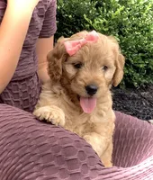 Fern, a female Miniature Goldendoodle for sale in Fredericksburg, OH – Photo 10 of 10