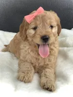 Fern, a female Miniature Goldendoodle for sale in Fredericksburg, OH – Photo 8 of 10