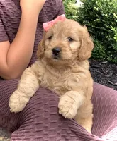 Fern, a female Miniature Goldendoodle for sale in Fredericksburg, OH – Photo 6 of 10