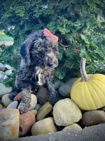 Patsy, a female Miniature Goldendoodle for sale in Fredericksburg, OH – 4 of 8