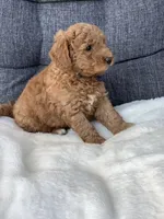 Bentley, a male Miniature Goldendoodle for sale in Fredericksburg, OH – Photo 4 of 10