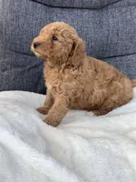 Bentley, a male Miniature Goldendoodle for sale in Fredericksburg, OH – Photo 5 of 10