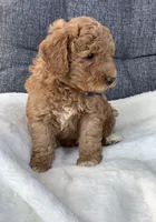 Bentley, a male Miniature Goldendoodle for sale in Fredericksburg, OH – Photo 7 of 10