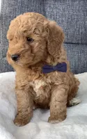 Bentley, a male Miniature Goldendoodle for sale in Fredericksburg, OH – Photo 1 of 10