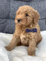 Bentley, a male Miniature Goldendoodle for sale in Fredericksburg, OH – Photo 6 of 10