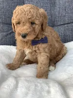 Bentley, a male Miniature Goldendoodle for sale in Fredericksburg, OH – Photo 2 of 10