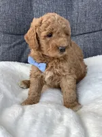 Bentley, a male Miniature Goldendoodle for sale in Fredericksburg, OH – Photo 8 of 10