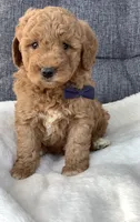 Bentley, a male Miniature Goldendoodle for sale in Fredericksburg, OH – Photo 9 of 10