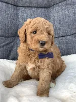 Bentley, a male Miniature Goldendoodle for sale in Fredericksburg, OH – Photo 3 of 10