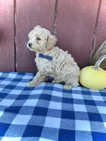 Scout, a male Miniature Goldendoodle for sale in Fredericksburg, OH – 3 of 10