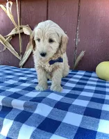 Phin, a male Miniature Goldendoodle for sale in Fredericksburg, OH – 5 of 10