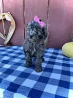 Izzy, a female Miniature Goldendoodle for sale in Fredericksburg, OH – 3 of 10