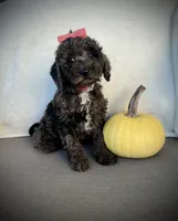 Patsy, a female Miniature Goldendoodle for sale in Fredericksburg, OH – 5 of 8