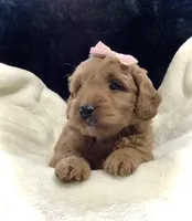 Lexi, a female Miniature Goldendoodle for sale in Fredericksburg, OH – Photo 10 of 10