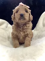 Lexi, a female Miniature Goldendoodle for sale in Fredericksburg, OH – Photo 6 of 10