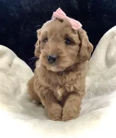 Lexi, a female Miniature Goldendoodle for sale in Fredericksburg, OH – Photo 8 of 10