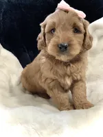 Lexi, a female Miniature Goldendoodle for sale in Fredericksburg, OH – Photo 3 of 10