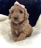 Lexi, a female Miniature Goldendoodle for sale in Fredericksburg, OH – Photo 5 of 10