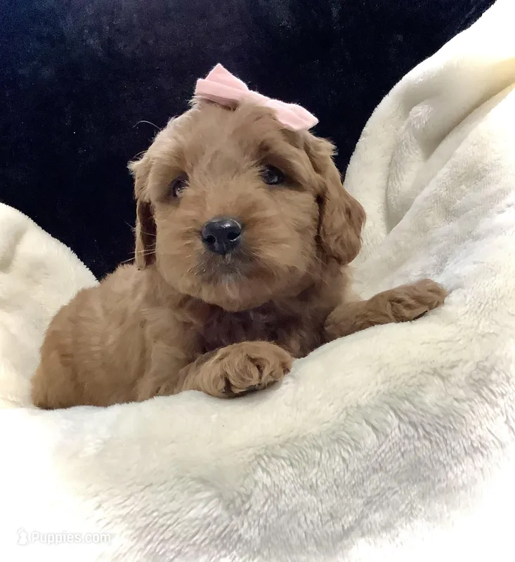 Lexi, a female Miniature Goldendoodle for sale in Fredericksburg, OH – Photo 1 of 10