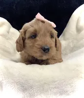 Lexi, a female Miniature Goldendoodle for sale in Fredericksburg, OH – Photo 2 of 10