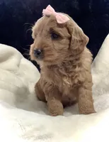 Lexi, a female Miniature Goldendoodle for sale in Fredericksburg, OH – Photo 9 of 10