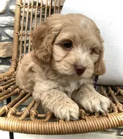 Oliver, a male Cockapoo for sale in Fredericksburg, OH – Photo 8 of 10