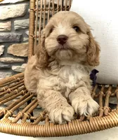 Oliver, a male Cockapoo for sale in Fredericksburg, OH – Photo 2 of 10