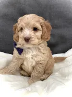 Oliver, a male Cockapoo for sale in Fredericksburg, OH – Photo 1 of 10